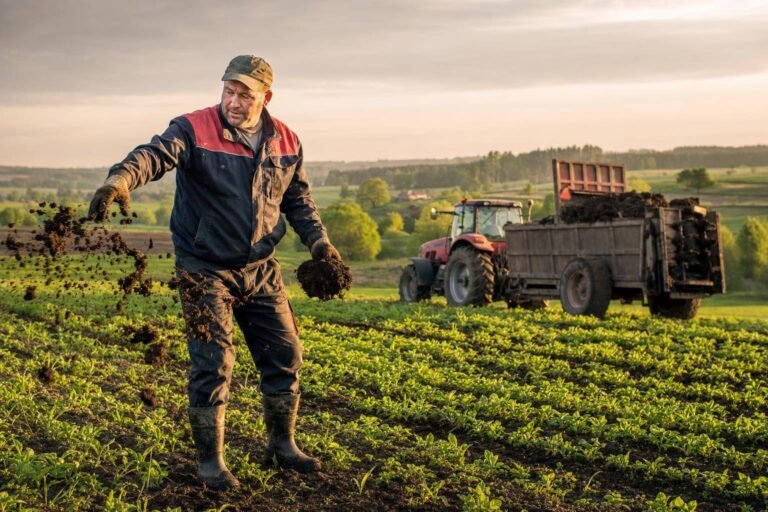 Mėšlo trąša daržui ir sodui: kaip ją naudoti, kad derlius augtų, o dirva nenuskurstų